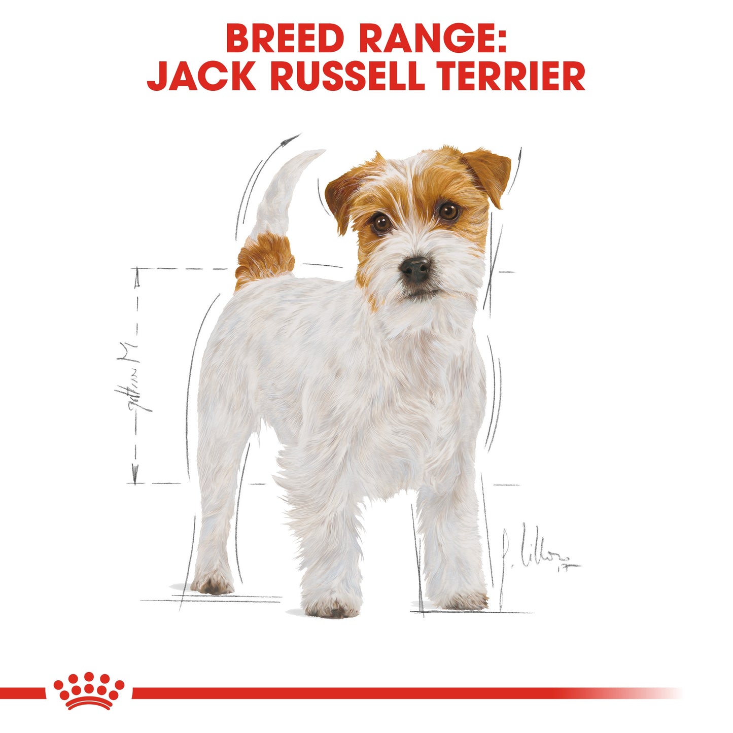 ROYAL CANIN  JACK RUSSELL ADULT 1.5 KG