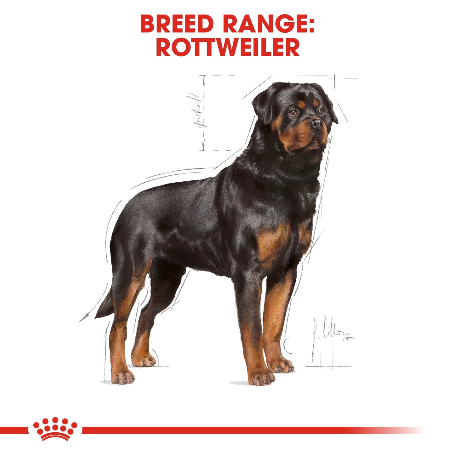 ROYAL CANIN ROTTWEILER ADULT 12 KG