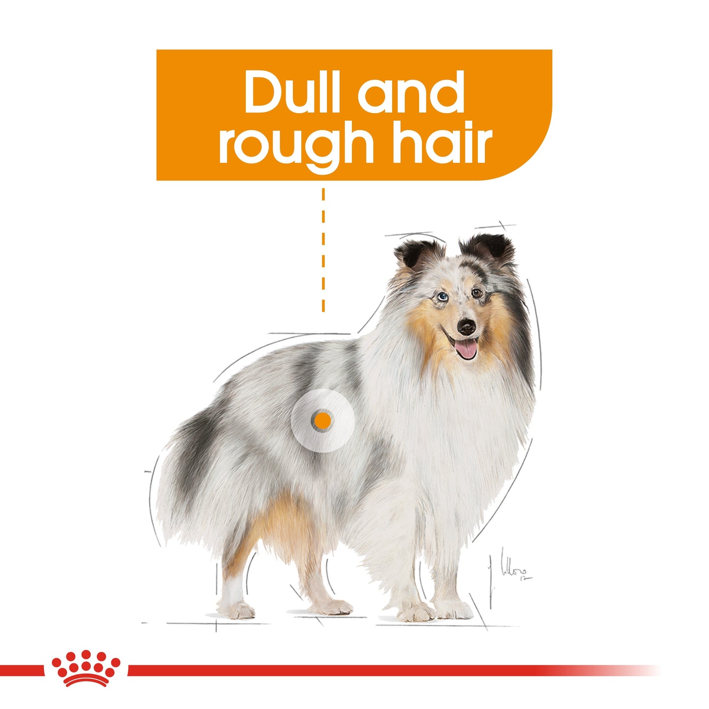 ROYAL CANIN  COAT BEAUTY (WET FOOD - POUCHES)