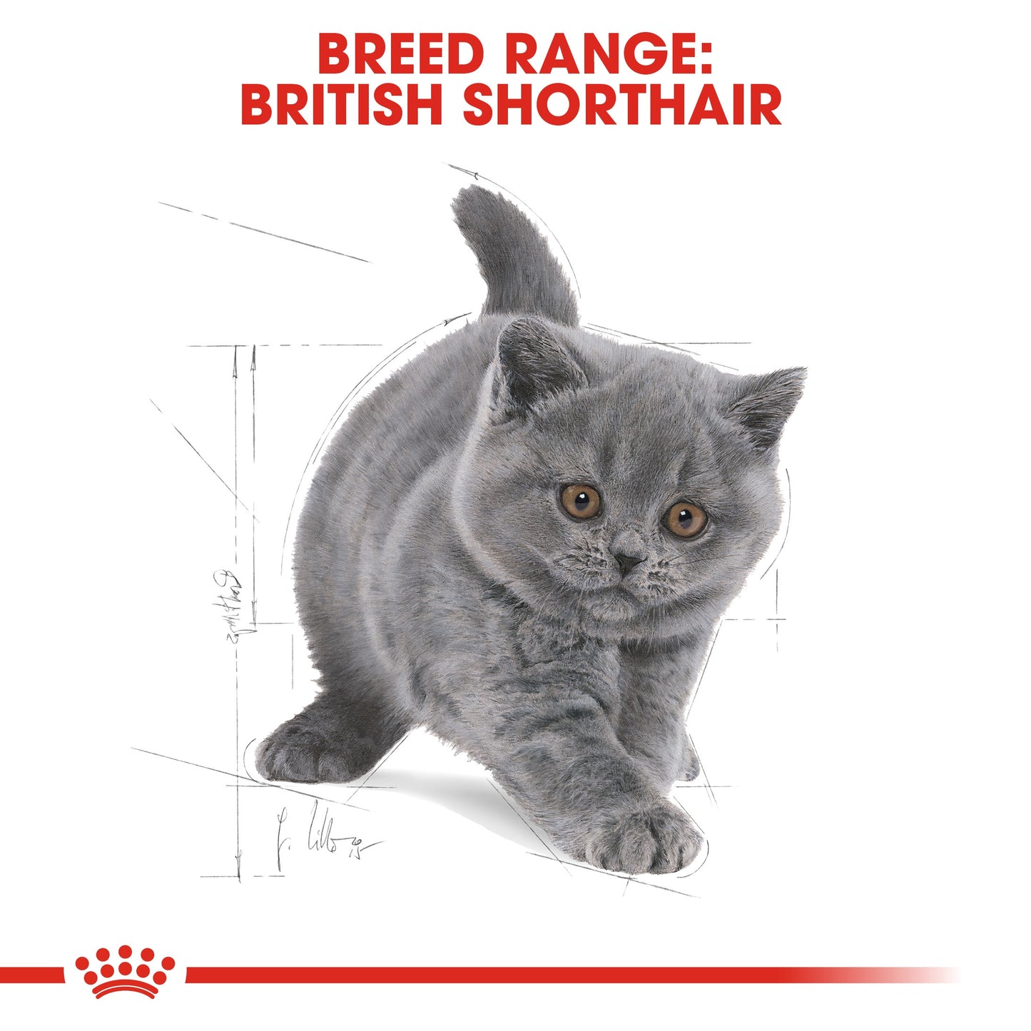 Royal Canin BRITISH SHORTHAIR KITTEN 2 KG